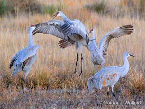 The Sandhill Hokey Pokey_73900.jpg - Sandhill Cranes (Grus canadensis) photographed in the Bosque del Apache National Wildlife Refuge near San Antonio, New Mexico, USA.